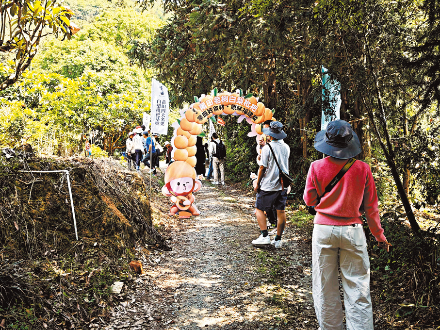 ●坪盤村擁有上千畝的枇杷園。
