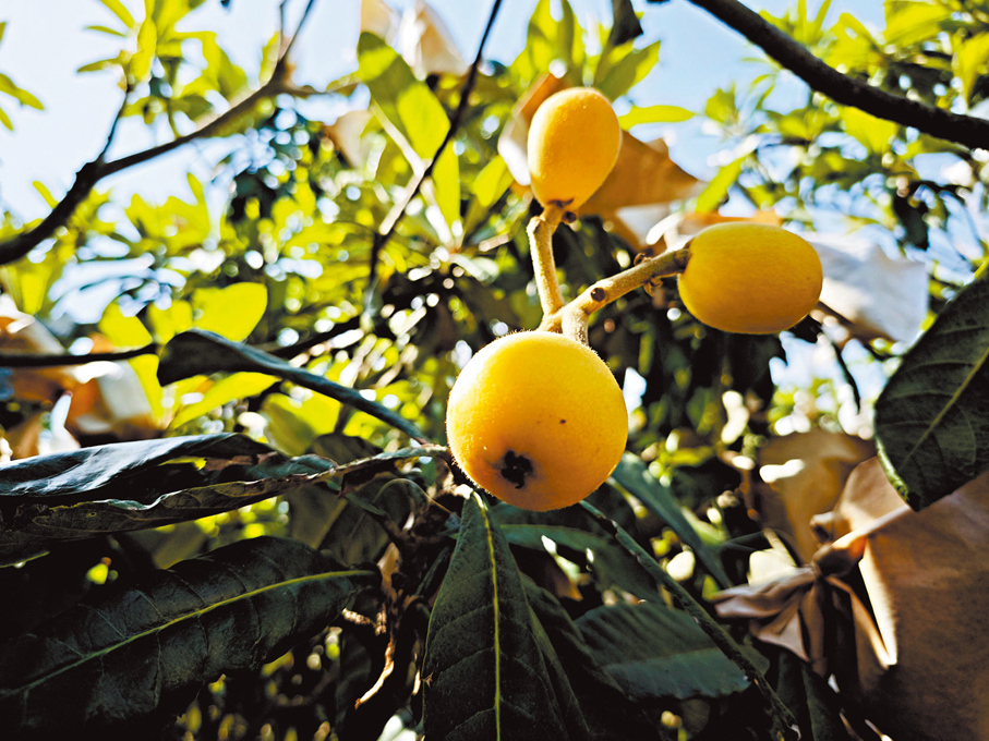 ●枇杷園內種植的「坪盤白梨」枇杷