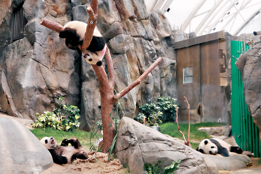 ●「家姐」（上）似乎對高處情有獨鍾，常常與「細佬」（左下）上演樹丫「爭霸戰」，「戰敗」的「細佬」只能到石屎地休息。盈盈（右下）懶理姊弟爭吵，在附近睡覺。香港文匯報記者黃艾力  攝