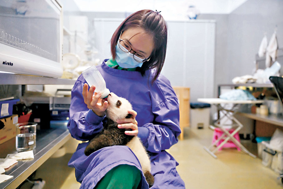 ●胡綺琪見證大熊貓寶寶從脆弱幼崽到茁壯成長。圖為胡綺琪正在餵奶給熊貓。 海洋公園供圖