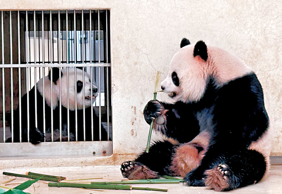 ●安安（右）與可可（左）隔着閘門進行接觸。海洋公園供圖