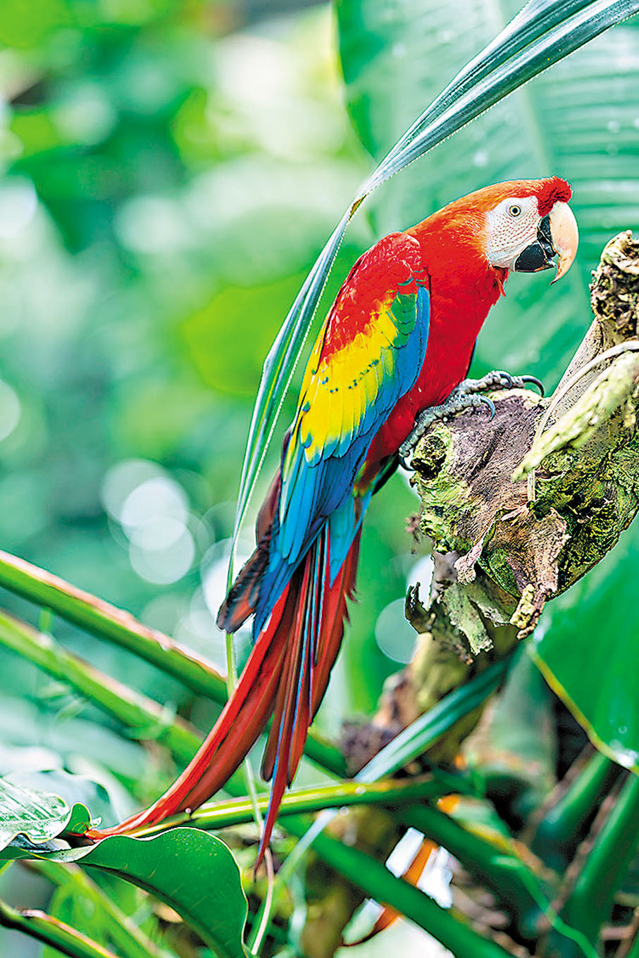 ●鸚鵡的鮮艷顏色源自其特有的黃色和紅色色素，稱為鸚鵡黃素。  受訪者供圖