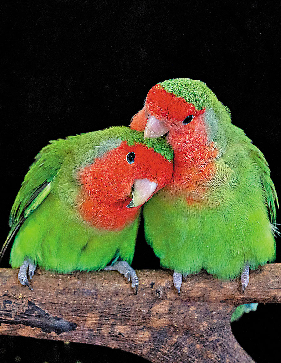 ●「桃面愛情鳥」是常見且色彩繽紛的寵物鸚鵡。 受訪者供圖