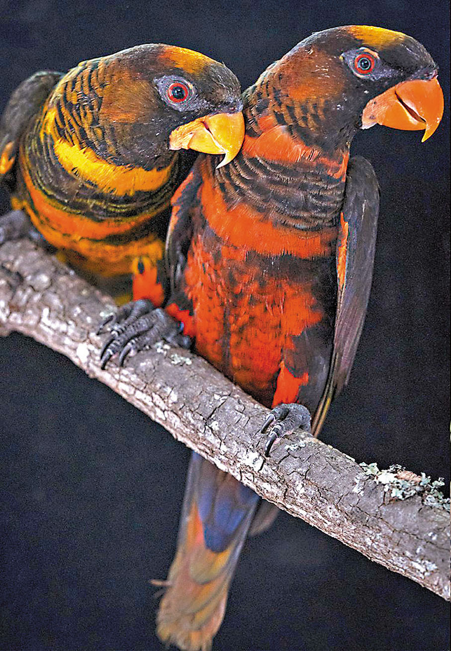 ●暗色吸蜜鸚鵡。受訪者供圖