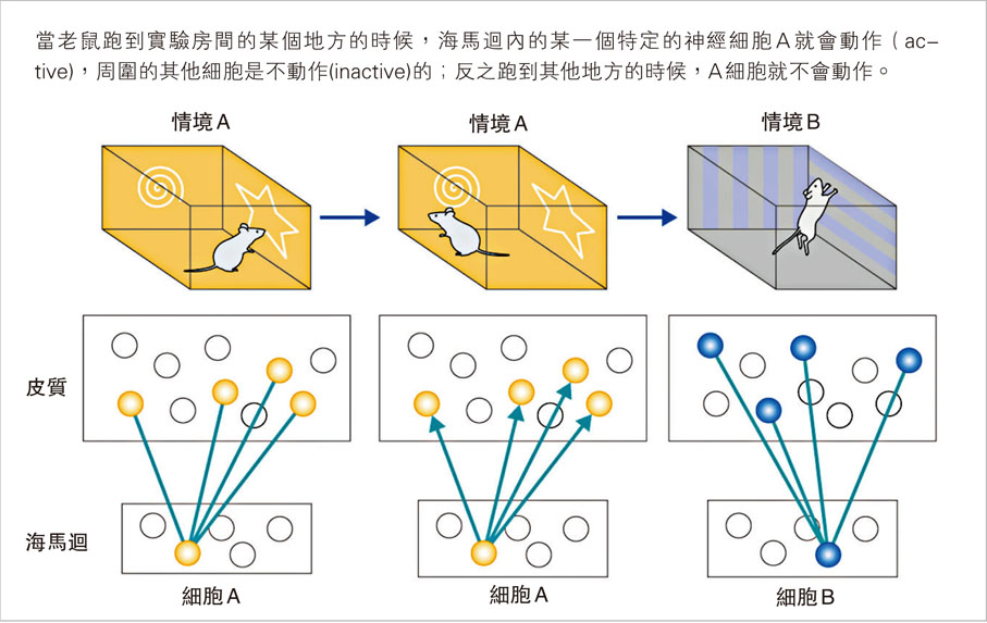 當老鼠跑到實驗房間的某個地方的時候，海馬迴內的某一個特定的神經細胞A就會動作（active)，周圍的其他細胞是不動作(inactive)的；反之跑到其他地方的時候，A細胞就不會動作。
