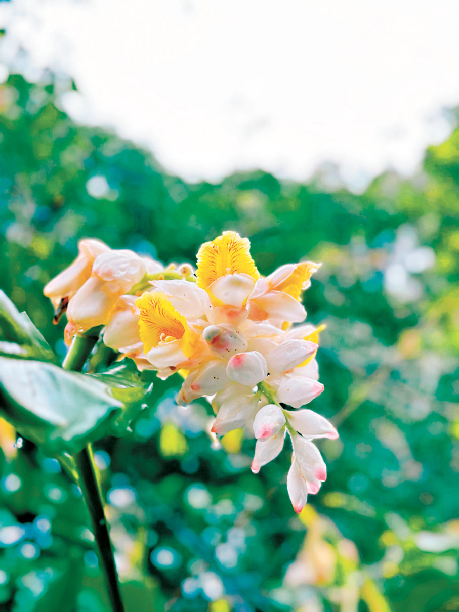 ●山間盛開的月桃花。作者供圖