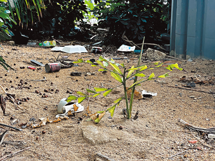 ●九龍城區某天橋下的花圃內垃圾堆積遍布，至少一周以上未被清理。