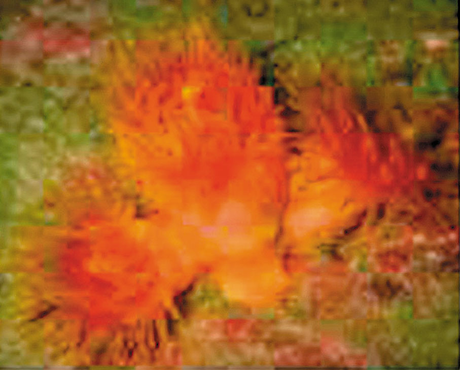 ●大杯筒星珊瑚。受訪者供圖