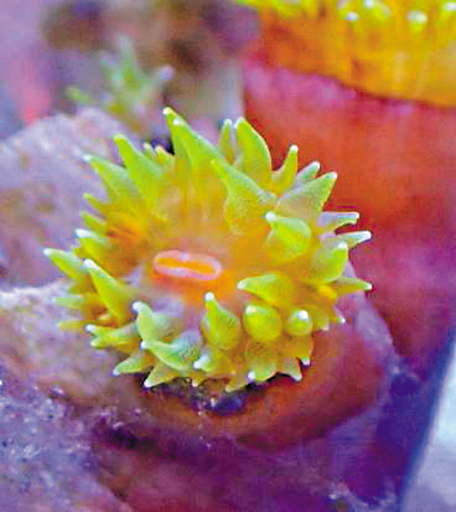 ●綠壁筒星珊瑚。受訪者供圖