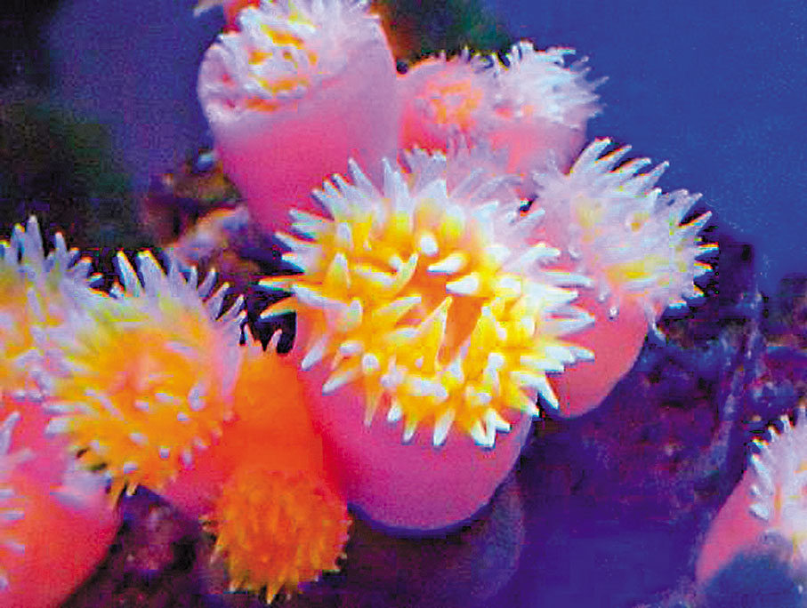 ●紫肉筒星珊瑚。受訪者供圖