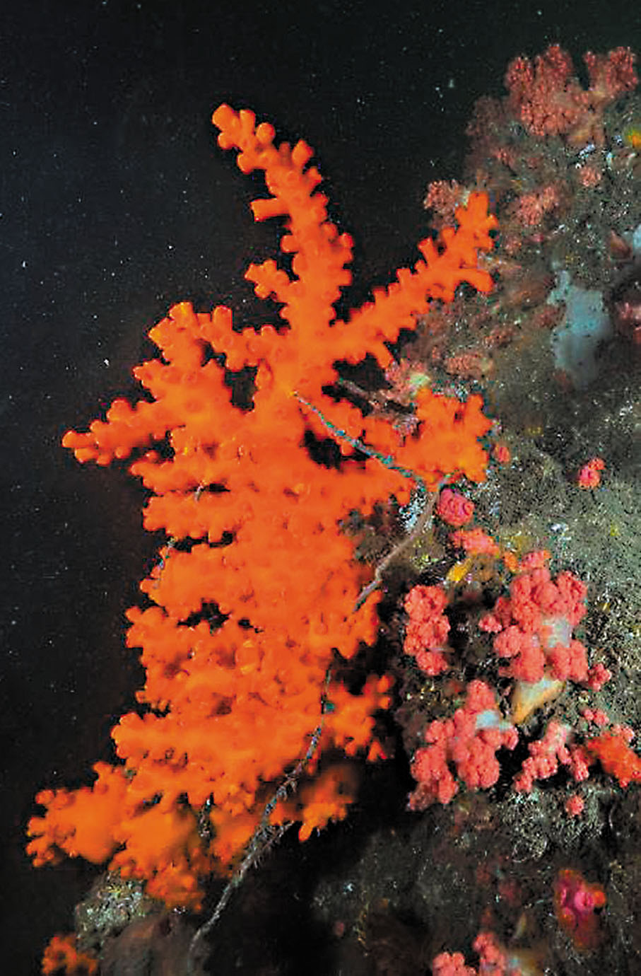 ●樹型筒星珊瑚。受訪者供圖