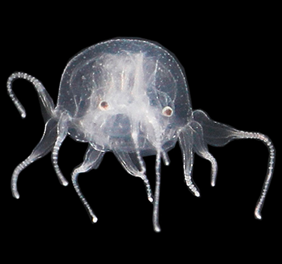 ●米埔水母。受訪者供圖