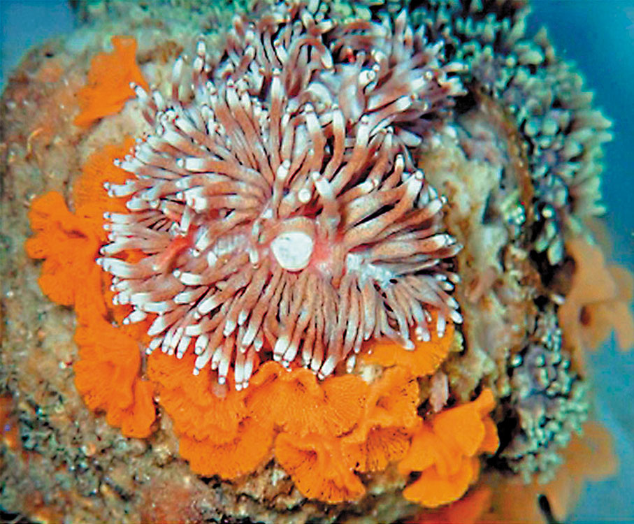 ●會吃珊瑚的海蛞蝓。 受訪者供圖