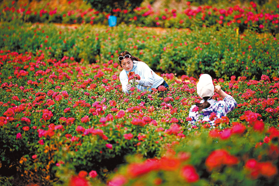 ●雲南昆明盛開的玫瑰吸引遊客前來拍照、體驗採摘。
