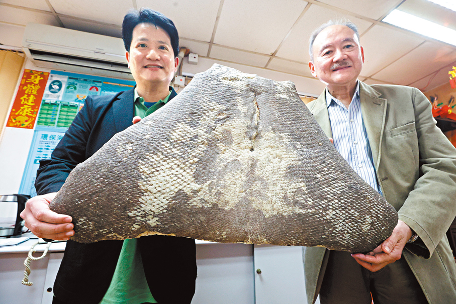 ●漁場出產的最大一條石斑魚重達近一百公斤。香港文匯報記者郭木又 攝