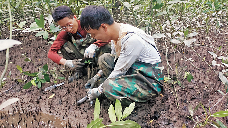 ●研究團隊開展紅樹林土壤孔隙水採集。 香港文匯報廣東傳真