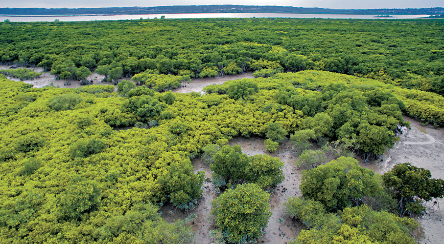 ●近五年中國營造紅樹林8,800多公頃、修復紅樹林8,200公頃。圖為廣東紅樹林。 香港文匯報廣東傳真