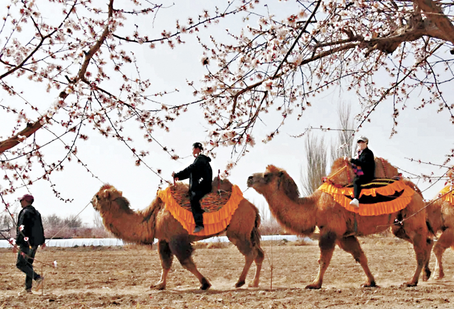 ●遊客在吐魯番市托克遜縣南湖村萬畝杏花園騎着駱駝賞杏花。