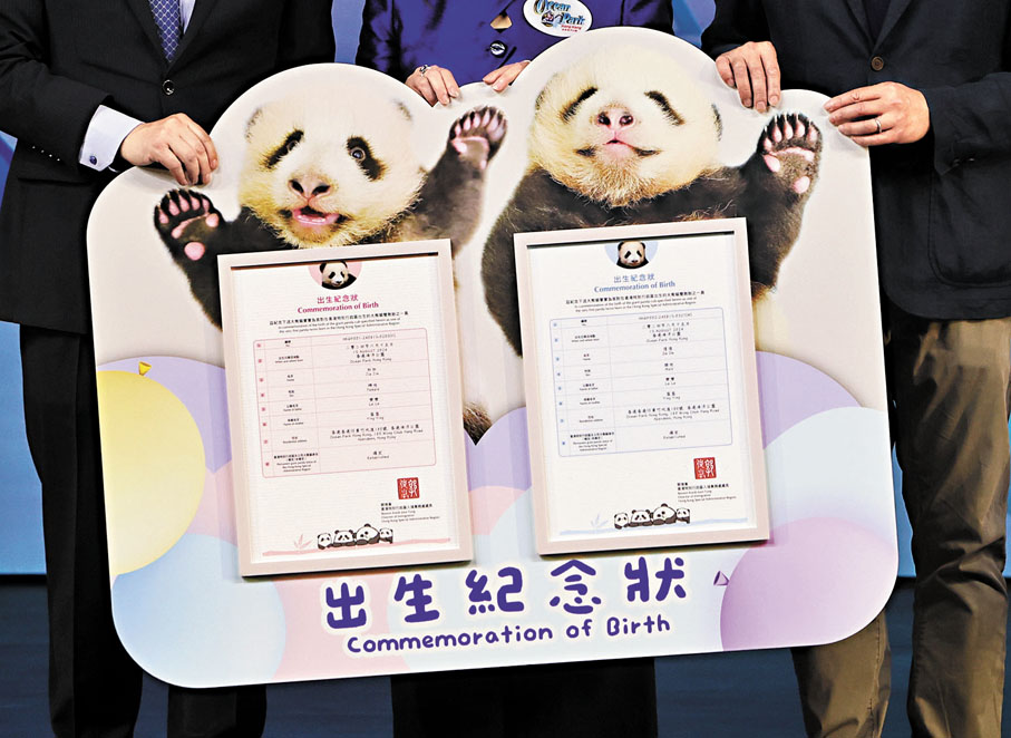 ●大熊貓龍鳳胎獲入境處贈出生紀念狀。香港文匯報記者曾興偉 攝