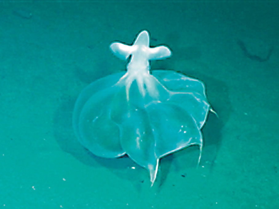 ●科考船採集的深淵生物。   網上圖片 