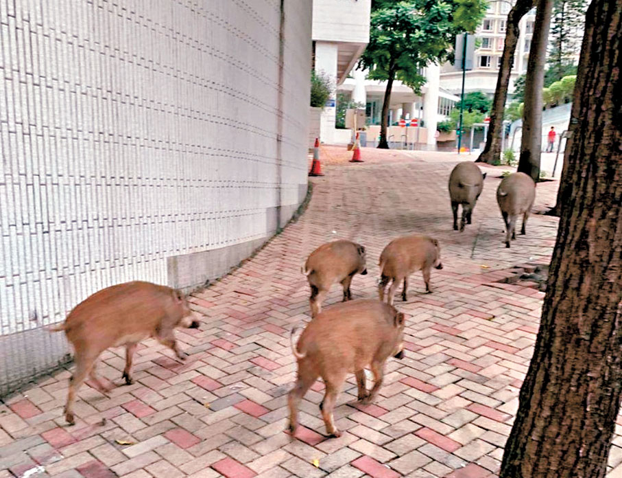 ●本港野豬數量一度急增，野豬滋擾及傷人宗數持續上升。圖為野豬在住宅區出沒覓食。 受訪者供圖