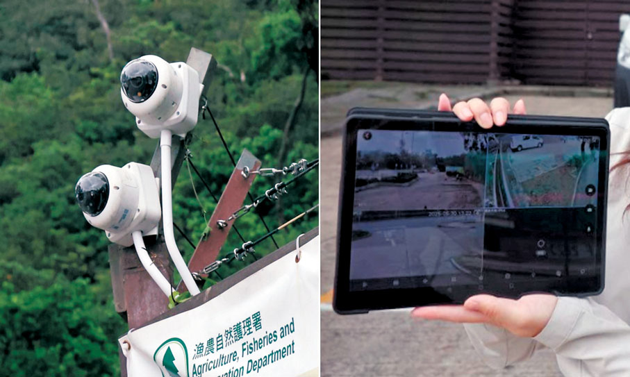 【猴子】人工智能閉路電視系統　2024年初，漁護署委聘承辦商於金山郊野公園琵琶山停車場提供具人工智能（AI）的閉路電視監察系統服務，以打擊非法餵飼猴子活動；當鏡頭檢測發現，有人和猴子同時存在畫面超過10秒或涉及一些非法餵飼活動，系統便會透過平板電腦發出警報。有關服務為期兩年，整套監察系統的每年服務開支約為60萬元；漁護署計劃，本年度第三季將監察服務擴展至附近的九龍水塘停車場。