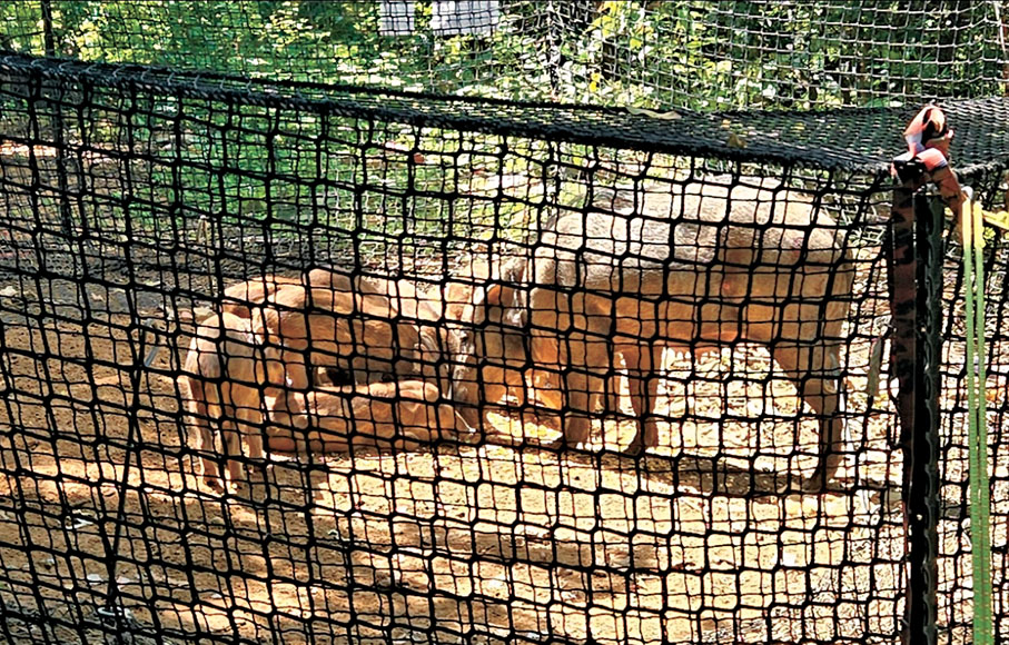 【野豬】新型遙控捕獸器　漁護署近年引入捕捉野豬的新型遙控捕獸器，特點是陷阱以繩網狀設計，陷阱設計主要出於人道考慮，目的令野豬被捕捉過程中盡量減少痛苦；因為繩網本身是較柔軟，可以避免野豬被捕後掙扎衝撞容易造成受傷。