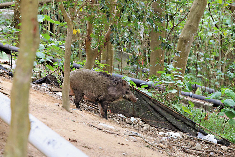 ●野豬媽媽帶着4隻小野豬，在沙田大圍紅梅谷山腳叢林出沒。資料圖片