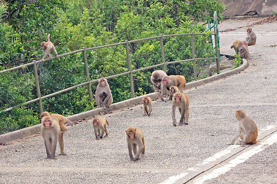 ●金山郊野公園內遇見野生猴子。 香港文匯報記者萬霜靈  攝