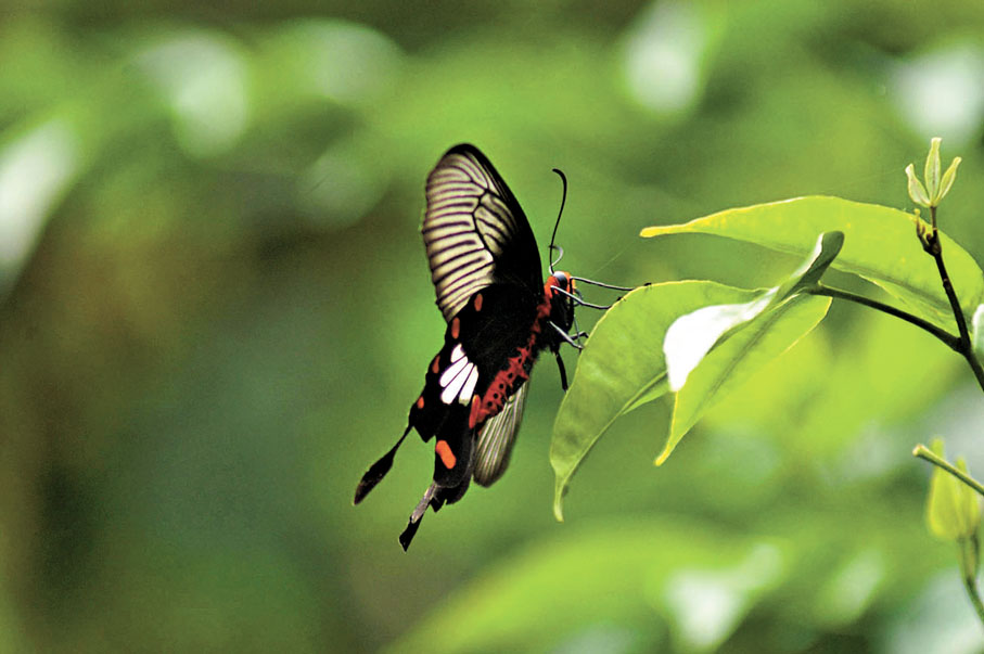 ●圖為紅花嶺郊野公園內棲息的珍稀蝴蝶。資料圖片