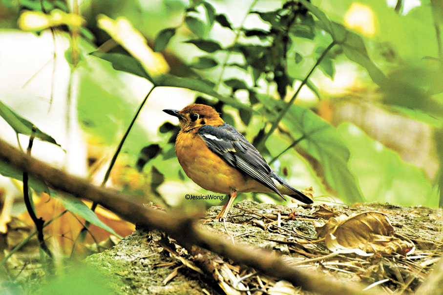 ●圖為紅花嶺郊野公園內棲息的珍稀林鳥。資料圖片