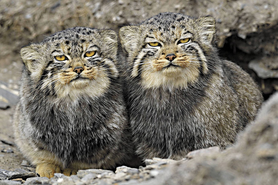 ●圖為東北野生兔猻。 資料圖片