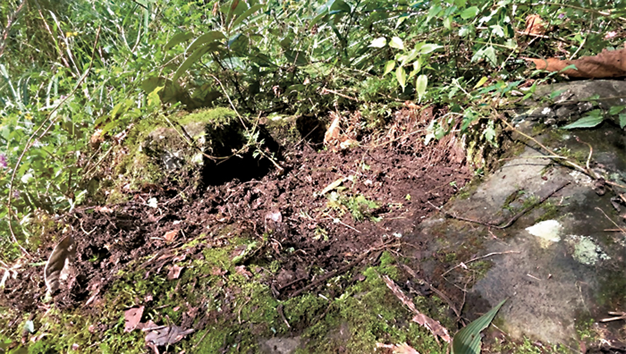 ●荔枝古道遺存的馬槽。