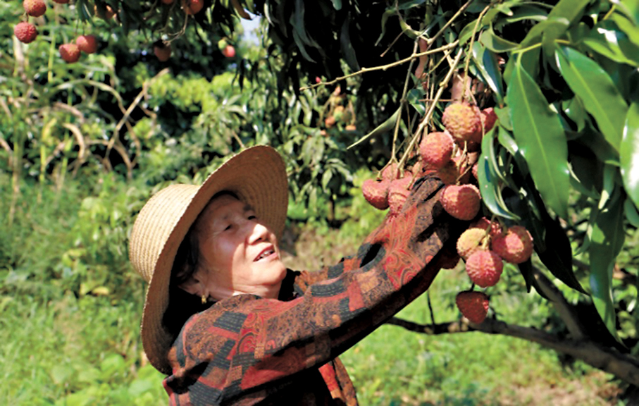 ●2024年底，「涪陵荔枝」成功註冊由國家知識產權局簽發的地理標誌證明商標。