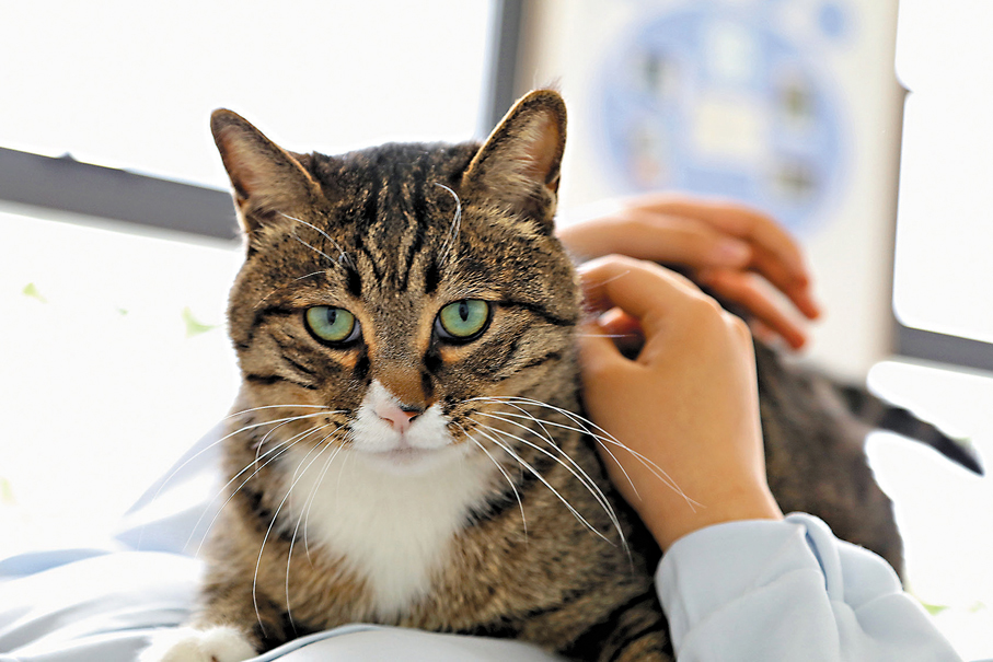 ●「方醫生」在工作，趴在患者身上給予情感撫慰。    香港文匯報山東傳真