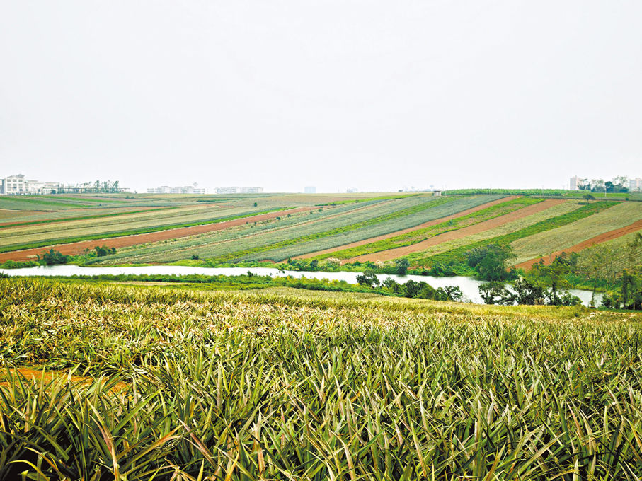 ●這片廣袤的田畦染上紅、黃、綠、棕等多種天然色彩。