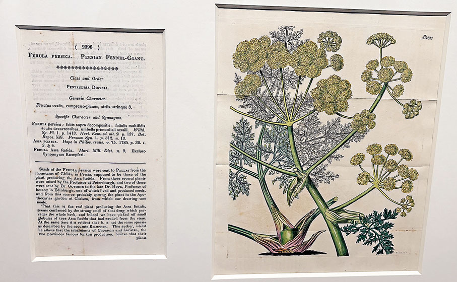 ●曾孝濂創作的彩色植物科學畫。