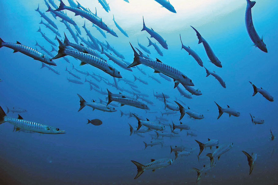 ●海洋中的稀土元素可以促進魚類生長，並減少疾病的發生率。 資料圖片