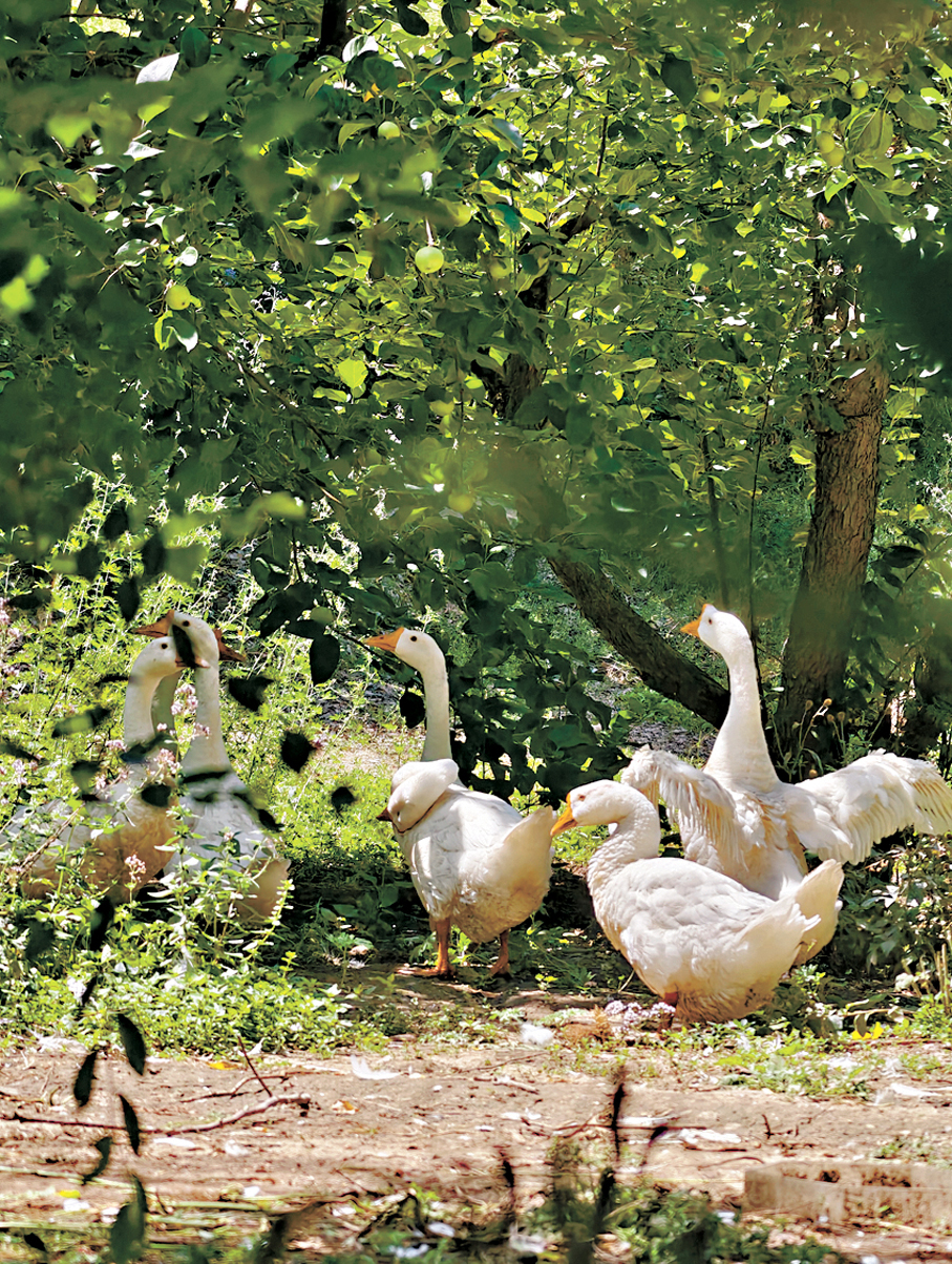 ●劉亮程的小院中充滿野趣。  
