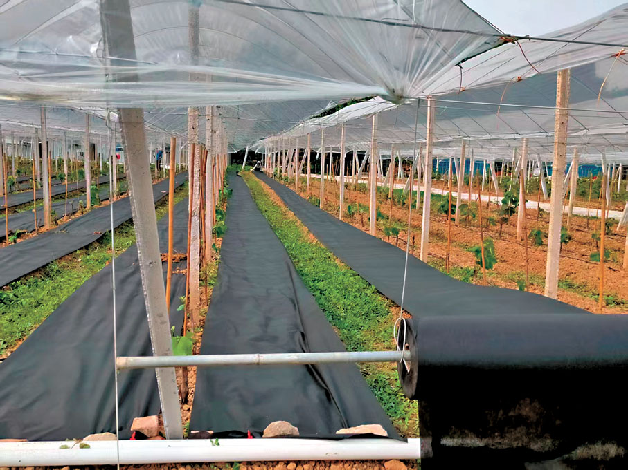 ●供港蔬菜企業、廣州八財國際供應鏈有限公司在中山的供港蔬菜基地裏，提前為蔬菜蓋上保護罩，防止受颱風影響。