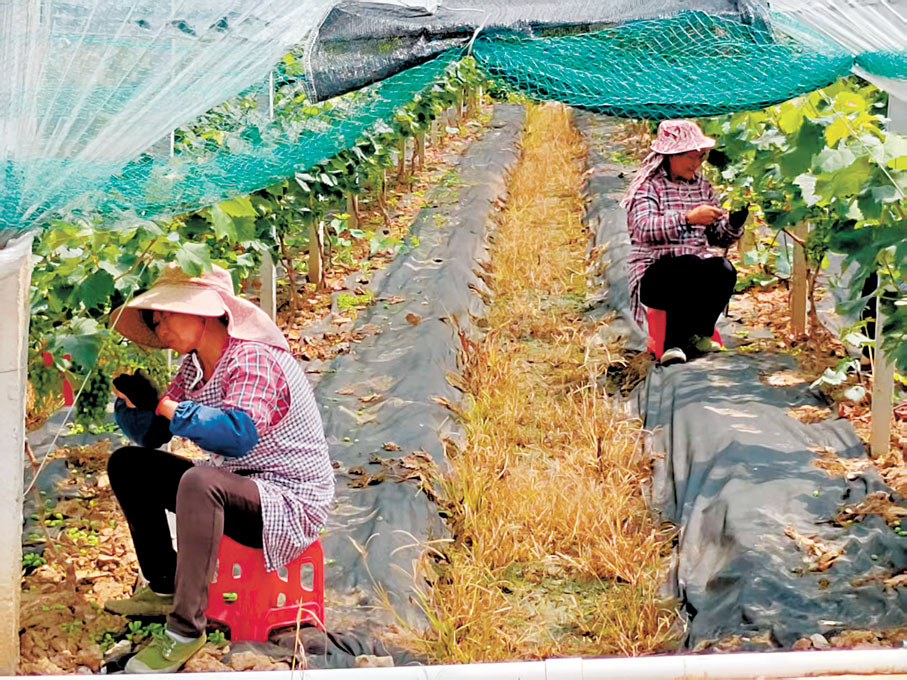 ●八財國際位於江門的供港蔬菜種植基地，在颱風來臨之前，農戶正在仔細包裹好生長中的葡萄。