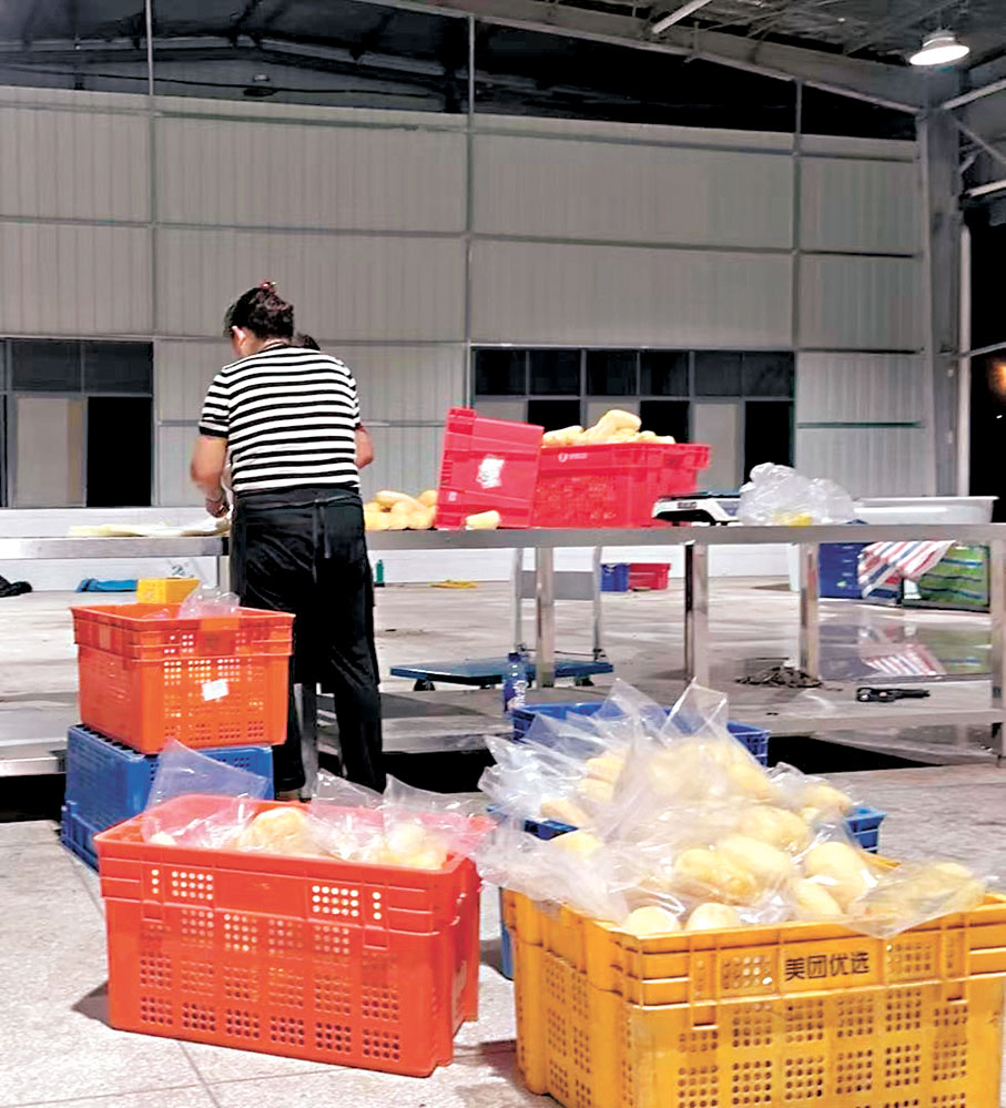 ●供港蔬菜基地裏，即使是颱風天，工作人員仍忙在一線工作，清洗摘下的蓮藕。