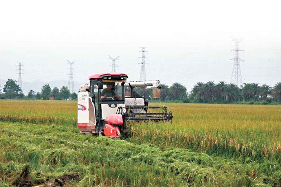 ●在颱風來臨前，珠海斗門農戶開收割機全力搶收水稻。 