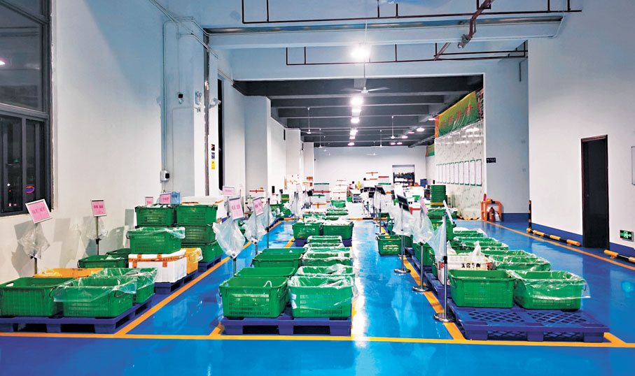 ●廣東供港蔬菜基地倉庫裏的儲備蔬菜充足。