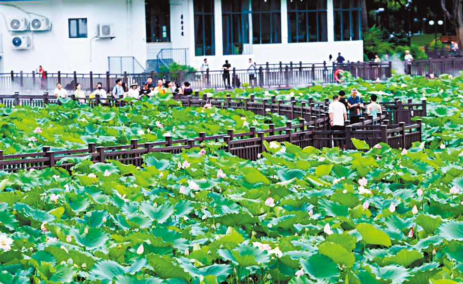 ●深圳洪湖公園荷花盛開，吸引大批港人北上觀賞。