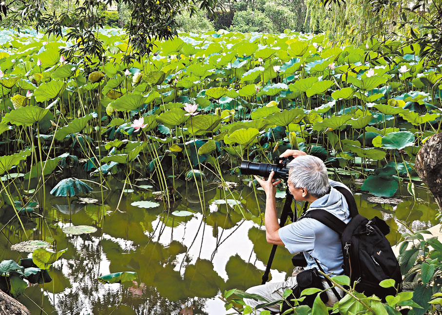 ● 攝影愛好者到洪湖公園拍攝荷花的美態。