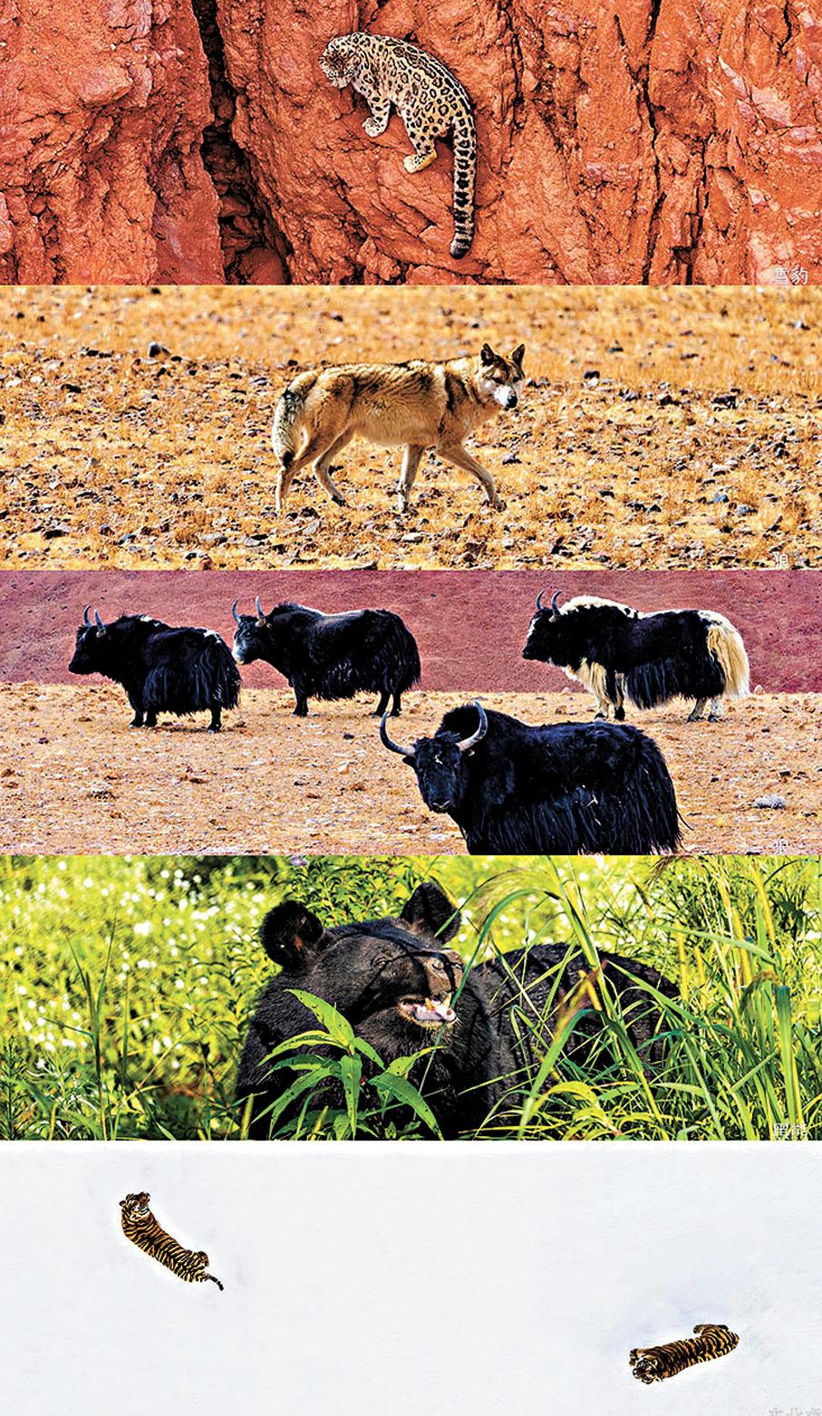 ●呂鳳霄拍攝的野生保護動物。