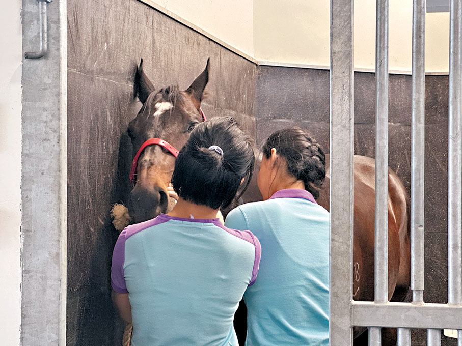 ●從化馬場馬匹醫院內,一匹退役馬正在進行術前檢查。 香港文匯報記者李紫妍 攝