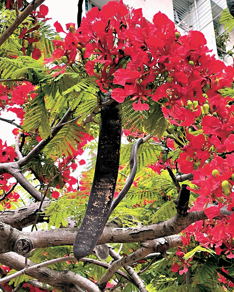 ●如果我選香港巿花，必選鳳凰木。作者供圖