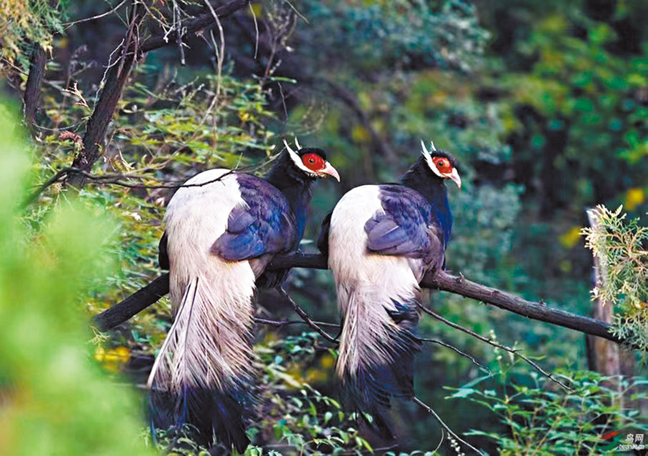 ●國家一級保護動物褐馬雞，是蘆芽山國家級自然保護區的「代言人」。